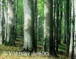 Hukvaldy 077