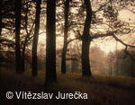 Hukvaldy 067
