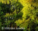 Hukvaldy 020